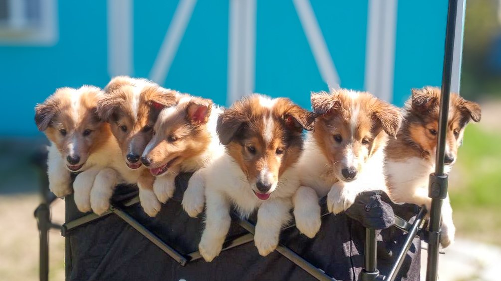 Wayward Collie Our Beach Babes - Saltwater Collies